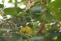 Trichosanthes cucumerina